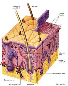eluru skin doctors