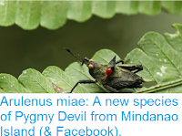 https://sciencythoughts.blogspot.com/2016/01/arulenus-miae-new-species-of-pygmy.html