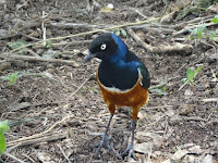 Superb starlings are tame enough to be hand-fed, Tanzania - by Daniel St-Laurent, Jan. 2018