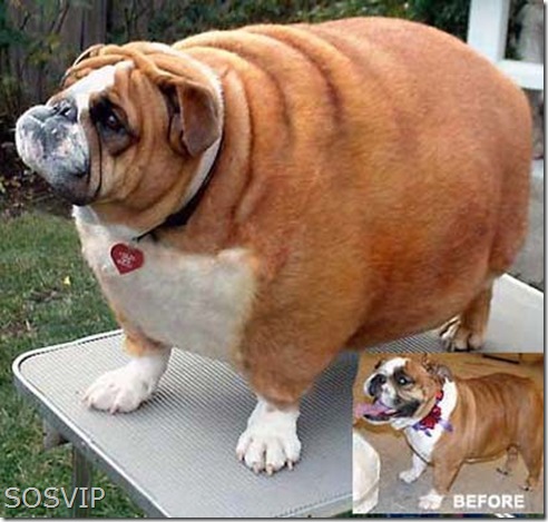 Animais Obesos - Fat Animals (1) (407 x 387)