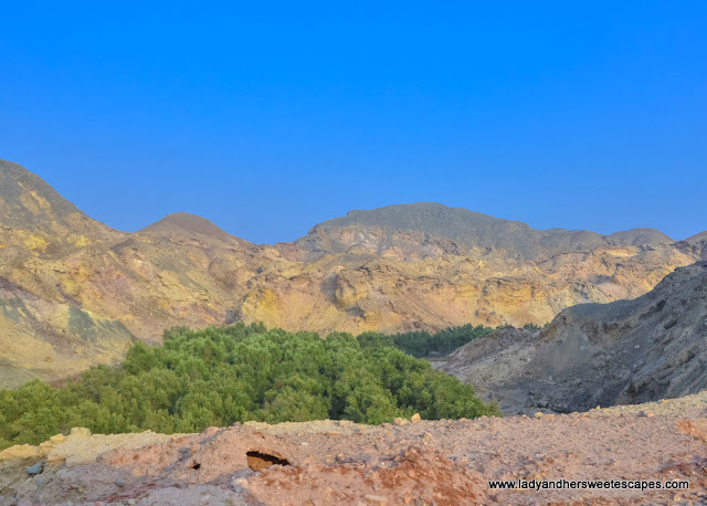 lush greens in Sir Bani Yas island