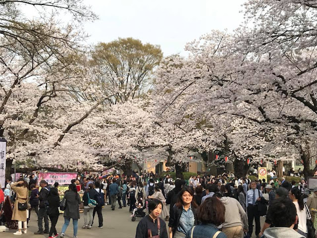 Cherry Blossom at Ueno Park