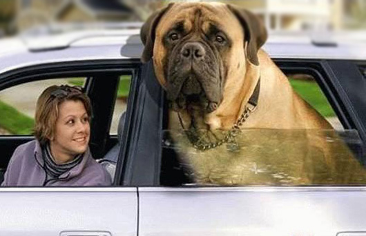 largest dog in world. One of the largest dog in the