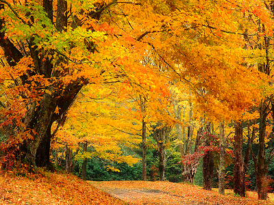 Fall Backgrounds on North Carolina Autumn Colors Wallpaper   Tangledwing