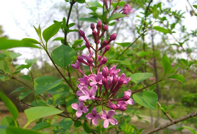 Lilac Flowers Pictures