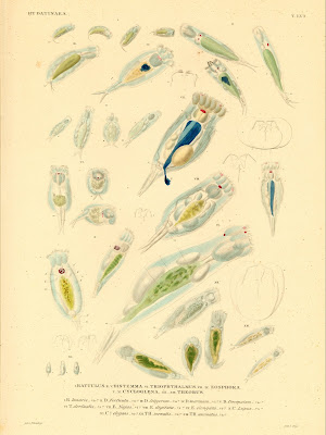 Hydatinaea, Rattulus, Distemma, Triophthalmus, Eosphora, Cycloglena, Theorus