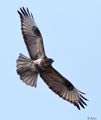 "Soaring in the azure sky comes the winter visitor, the Common Buzzard (Buteo buteo). Huge raptor with large wings, fan-shaped tail, and brown plumage. The buzzard soars overhead, showcasing its remarkable wingspan against the pristine winter sky."