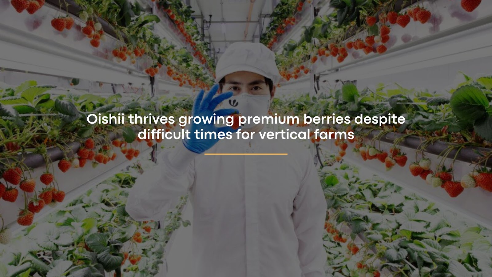 Oishii thrives growing premium berries despite difficult times for vertical farms