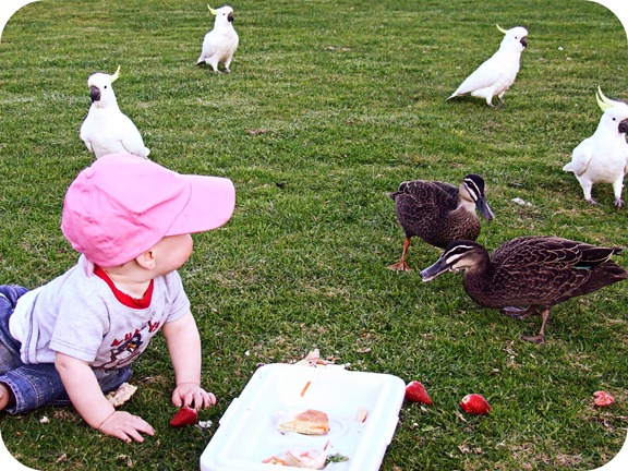 ducks