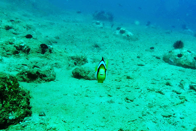 Scuba Diving at Lemlunay