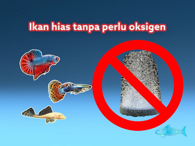 Ikan Hias Kecil Tanpa Oksigen