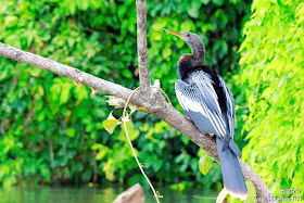 aninga Anhinga anhinga aves de Argentina