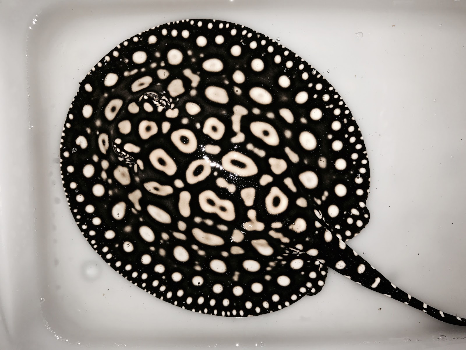 BloggerImage