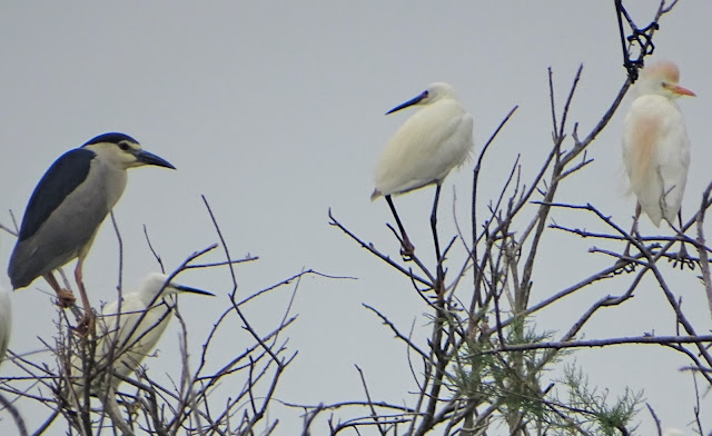 Six nesting species in the colony of herons and cormorants in Divjaka