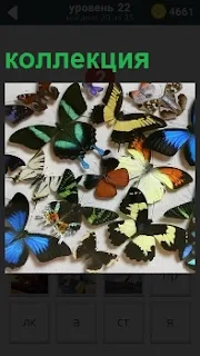 На столе находится удивительная коллекция  самых разнообразных бабочек 