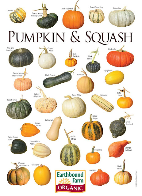 Pumpkin types and varieties of pumpkin in the world