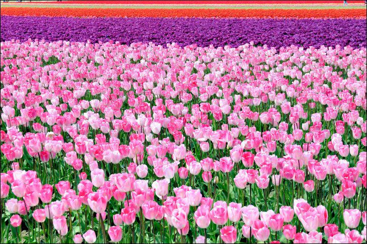 Netherland in May Month Seen On www.coolpicturegallery.us