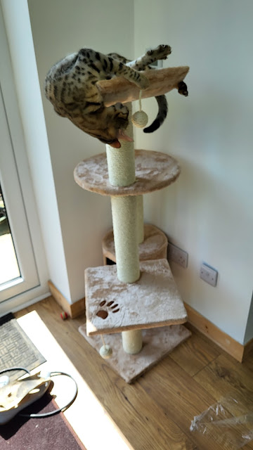 Cat climbing frame