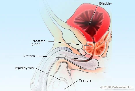 Prostrate Gland related health issues. Reason and Solutions,Vitamins that benefits Prostrate gland diseases,Prostrate gland issues,Best informations about Prostrate glands,