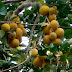 This fruit used to be widely planted in Jakarta