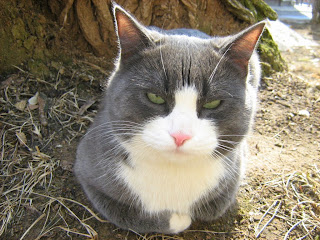 Lazy Blue-White Fat-Cat