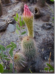 110107 Ischigualasto (3)