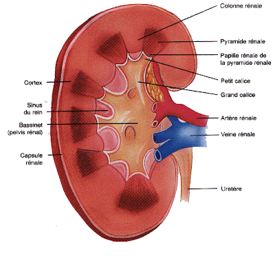 rein anatomie desciption infirmier