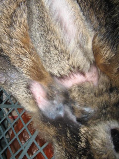 Ubat Kurap Kucing Di Telinga - Pertanyaan h