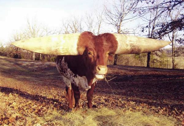 Largest Bull Horn in the World