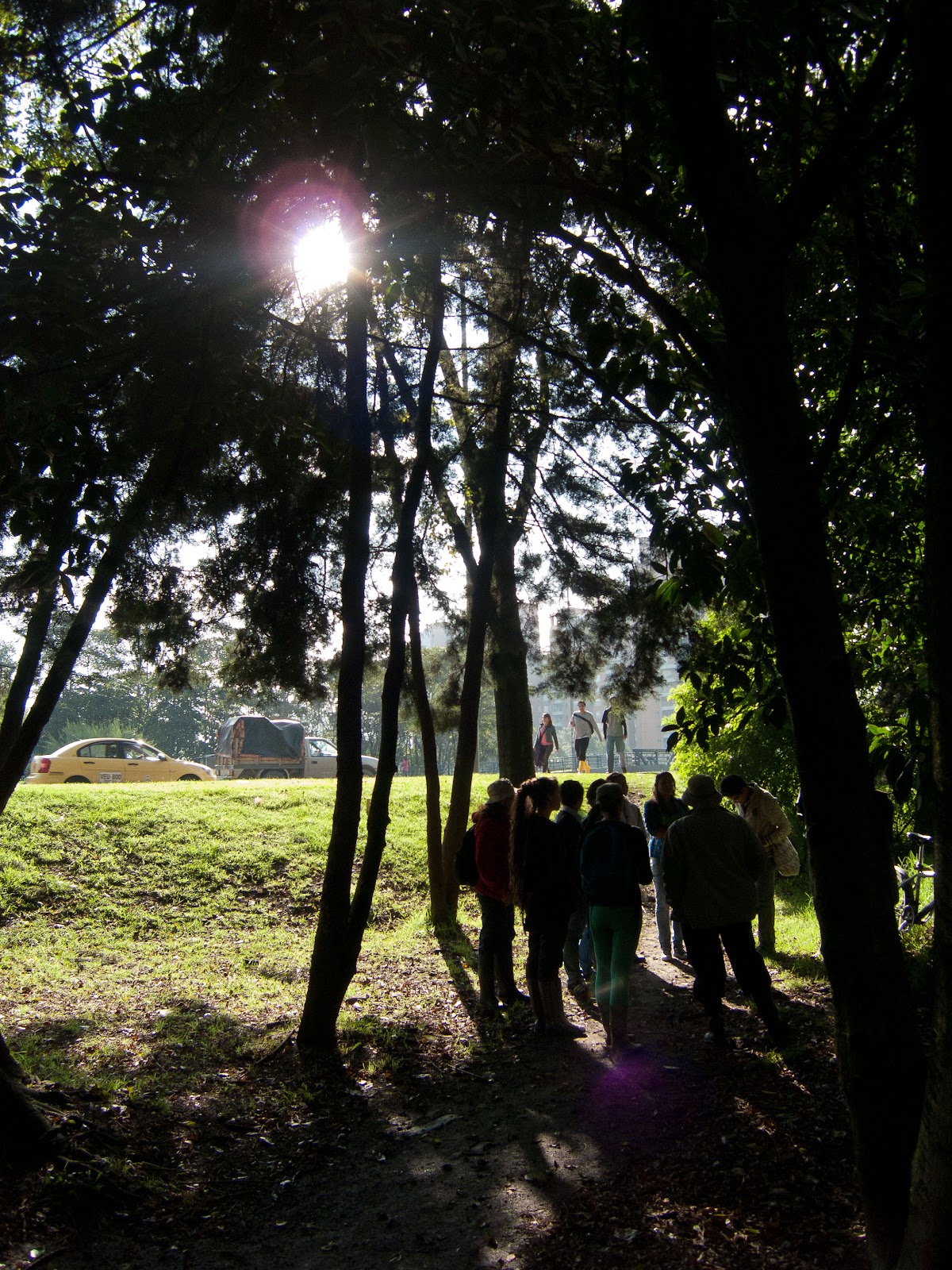 Bosque de urapanes en el Humedal Cordoba