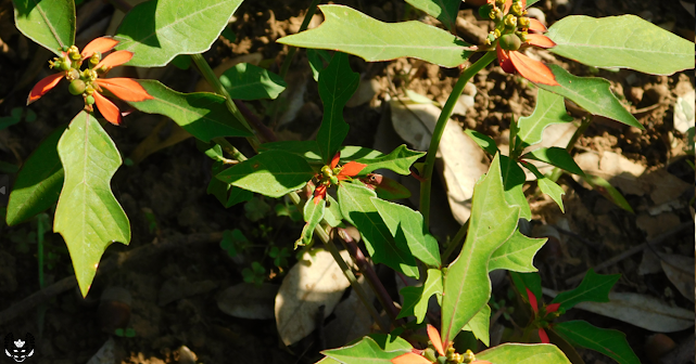 ショウジョウソウ(猩猩草)Euphorbia cyathophora (サマーポインセチア)