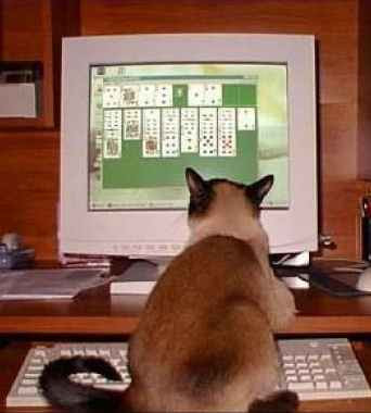 Solitaire for Cats