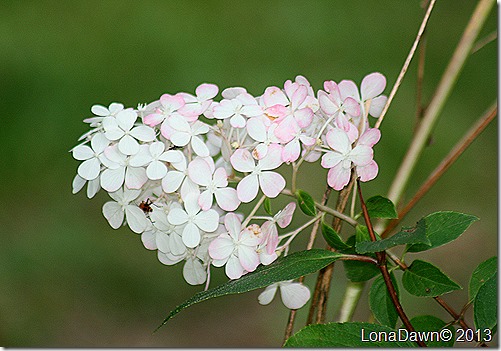 Hydrangea_VanillaStrawberry