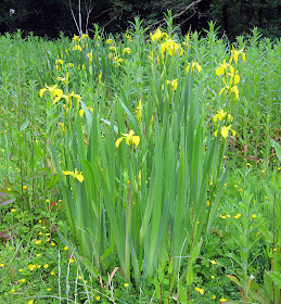 A clump of yellow iris, Iris pseudacorus, on a wet Ravensbourne Meadow. 28 May 2011.