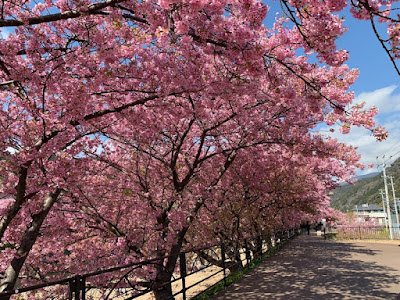 河津桜まつり