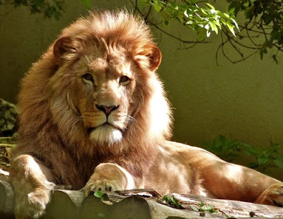 the largest species of lions of the world