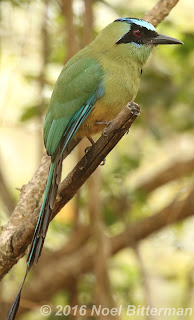 Blue-crowned Motmot