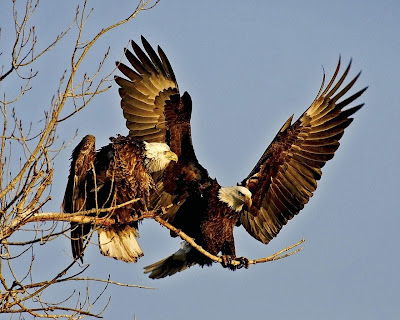 golden eagle wallpaper. Photo: Golden eagle with a