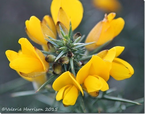 9-gorse