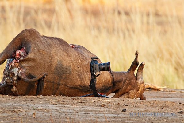 Lion steals camera, lion pictures, lion photos, animals stealing things