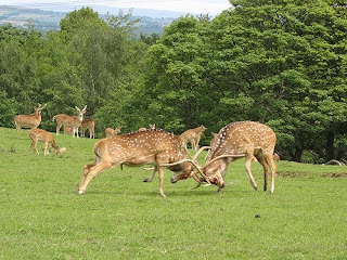 Deer Fight