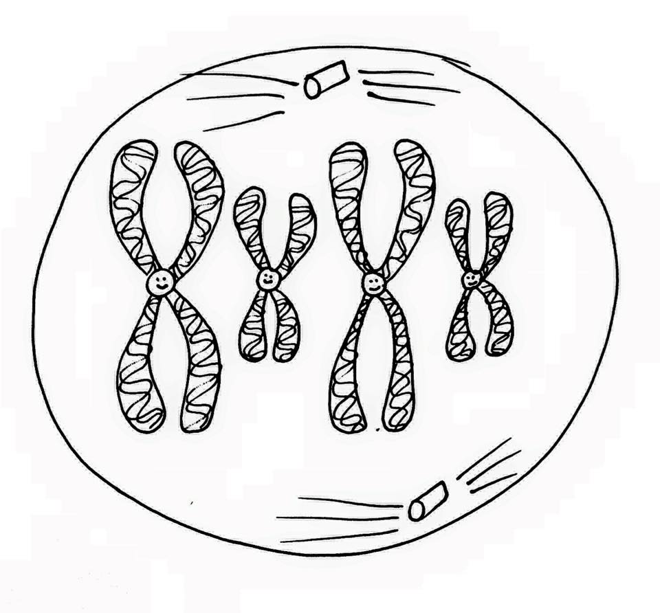 Biology A+: Mitosis