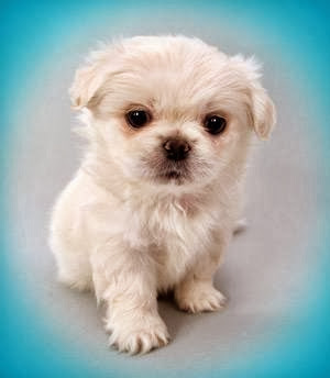 white-little-cute-dog