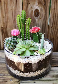 20 ideas de mini jardín de cactus