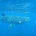 #915 Whale sharks off Cancun, Mexico