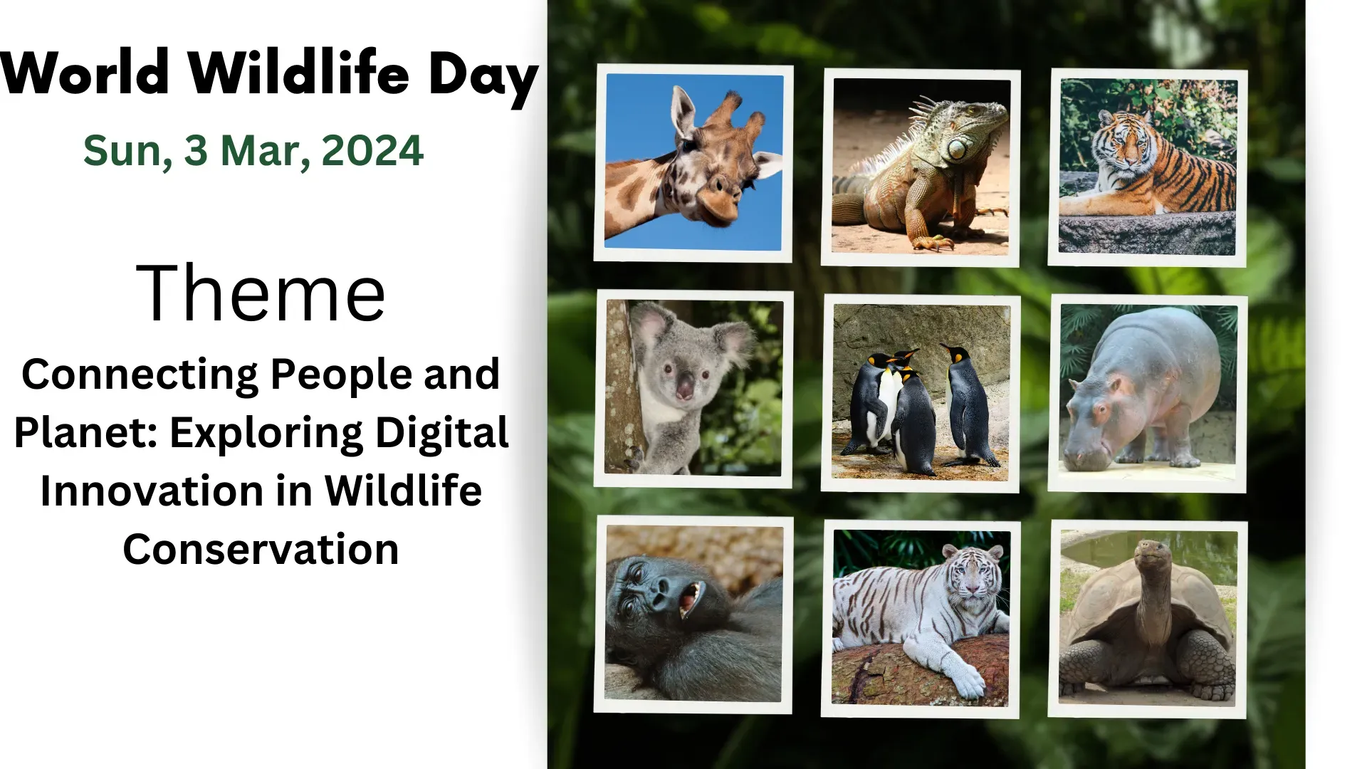 world wildlife day 2024