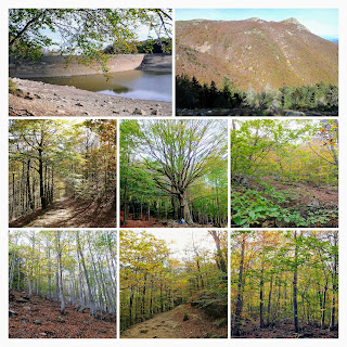 Collage del Parque Natural del Montseny