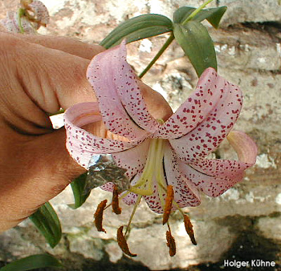 Лилия Уорда (Lilium wardii)