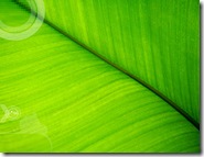 Vista_Leaf_Wallpaper