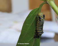 Monarch caterpillar bent head tentacles - © Denise Motard